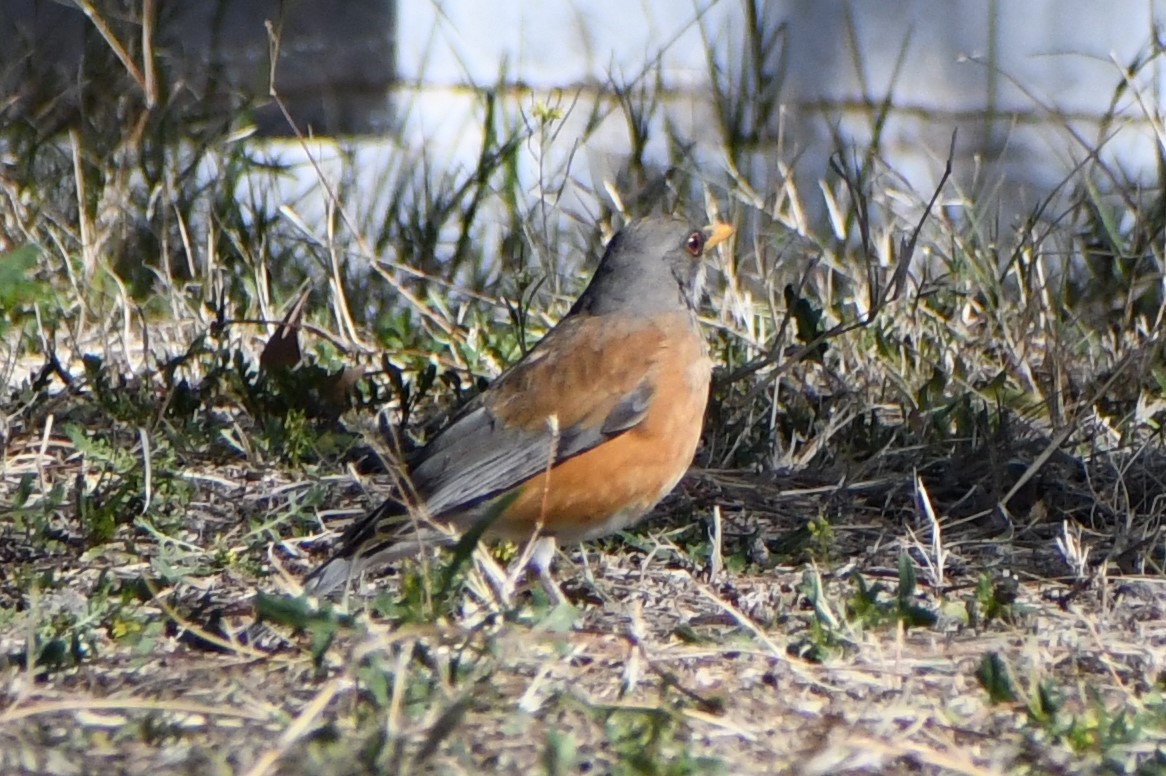 Rufous-backed Robin - Tad Lamb