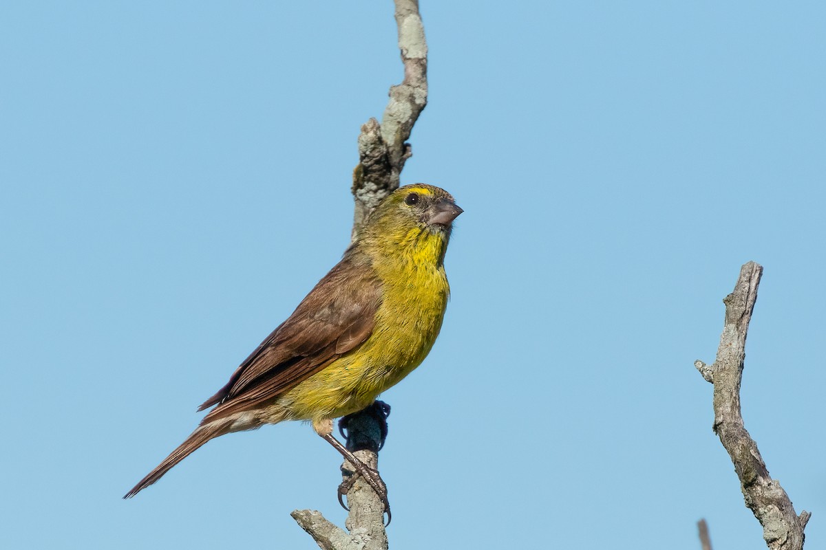 Cape Siskin - ML533031661