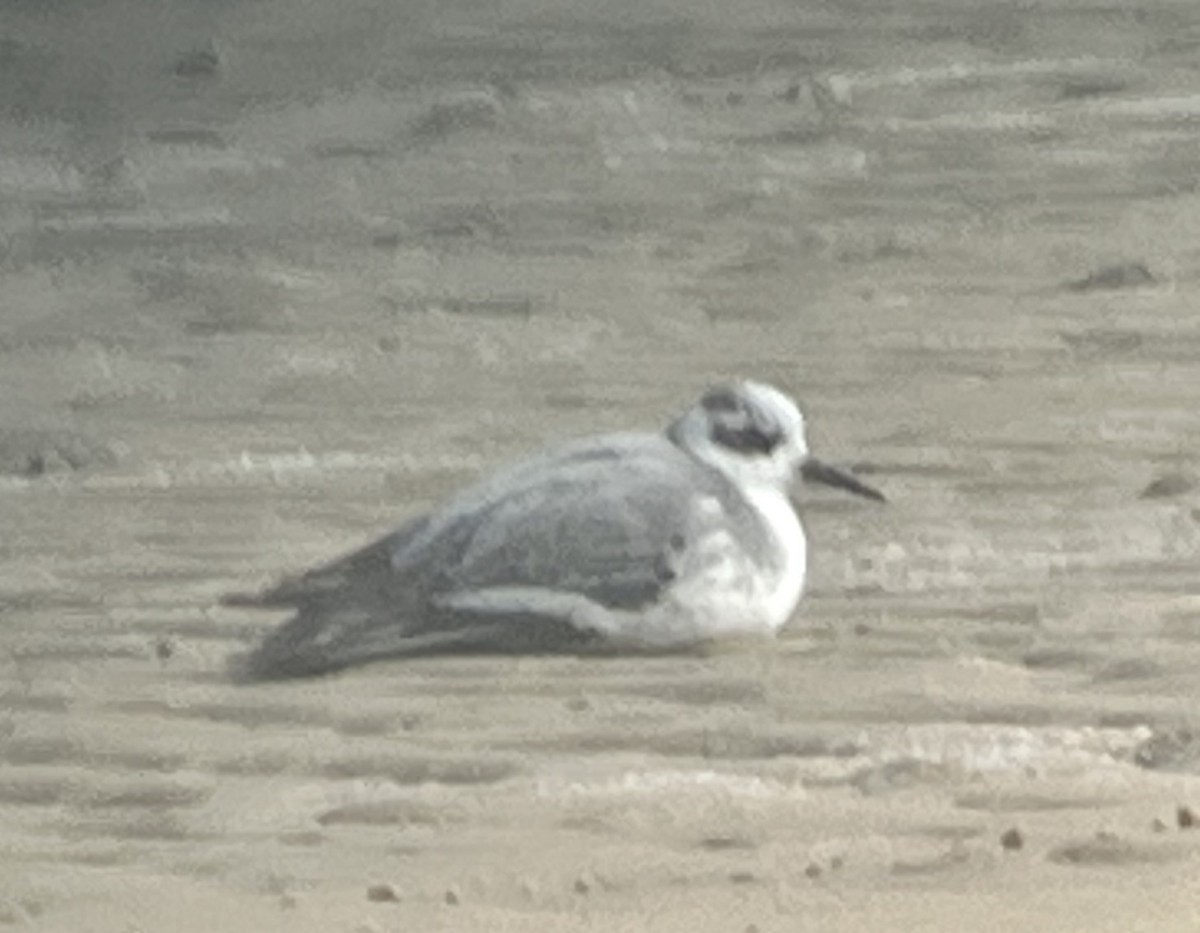 Phalarope à bec large - ML533032381