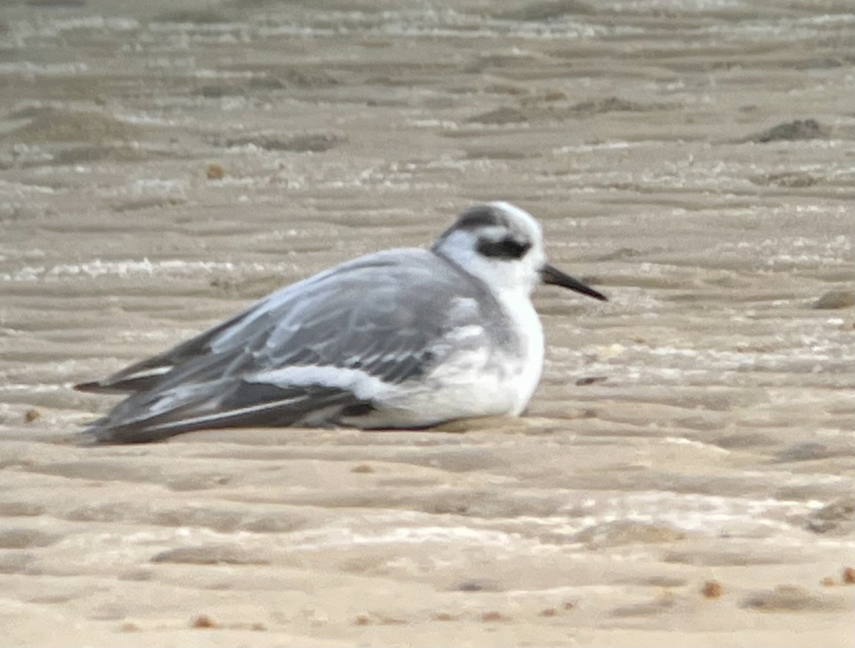 Phalarope à bec large - ML533032391