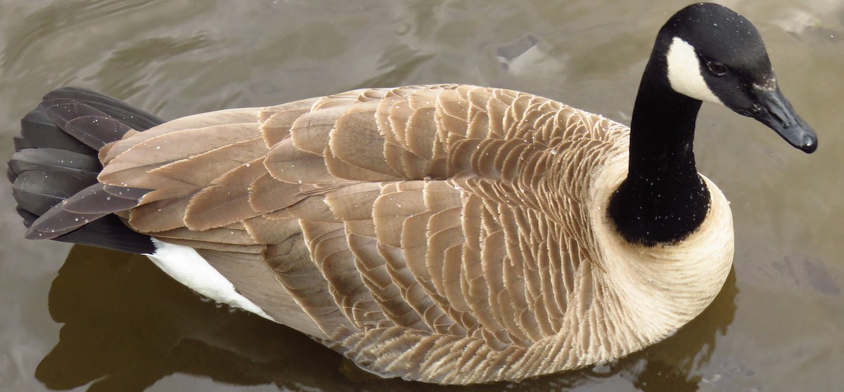 Canada Goose - Dale Floer