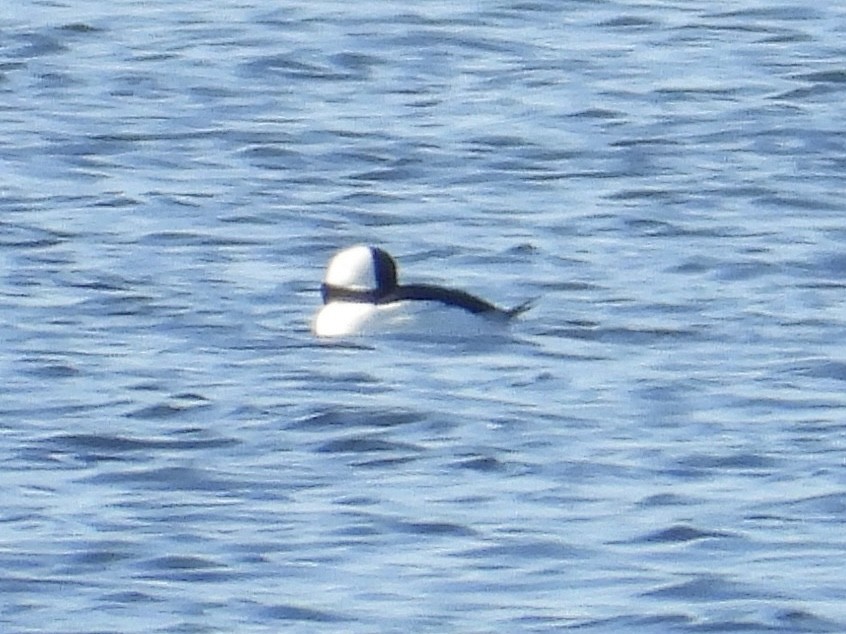 Bufflehead - Elizabeth Stakenborg