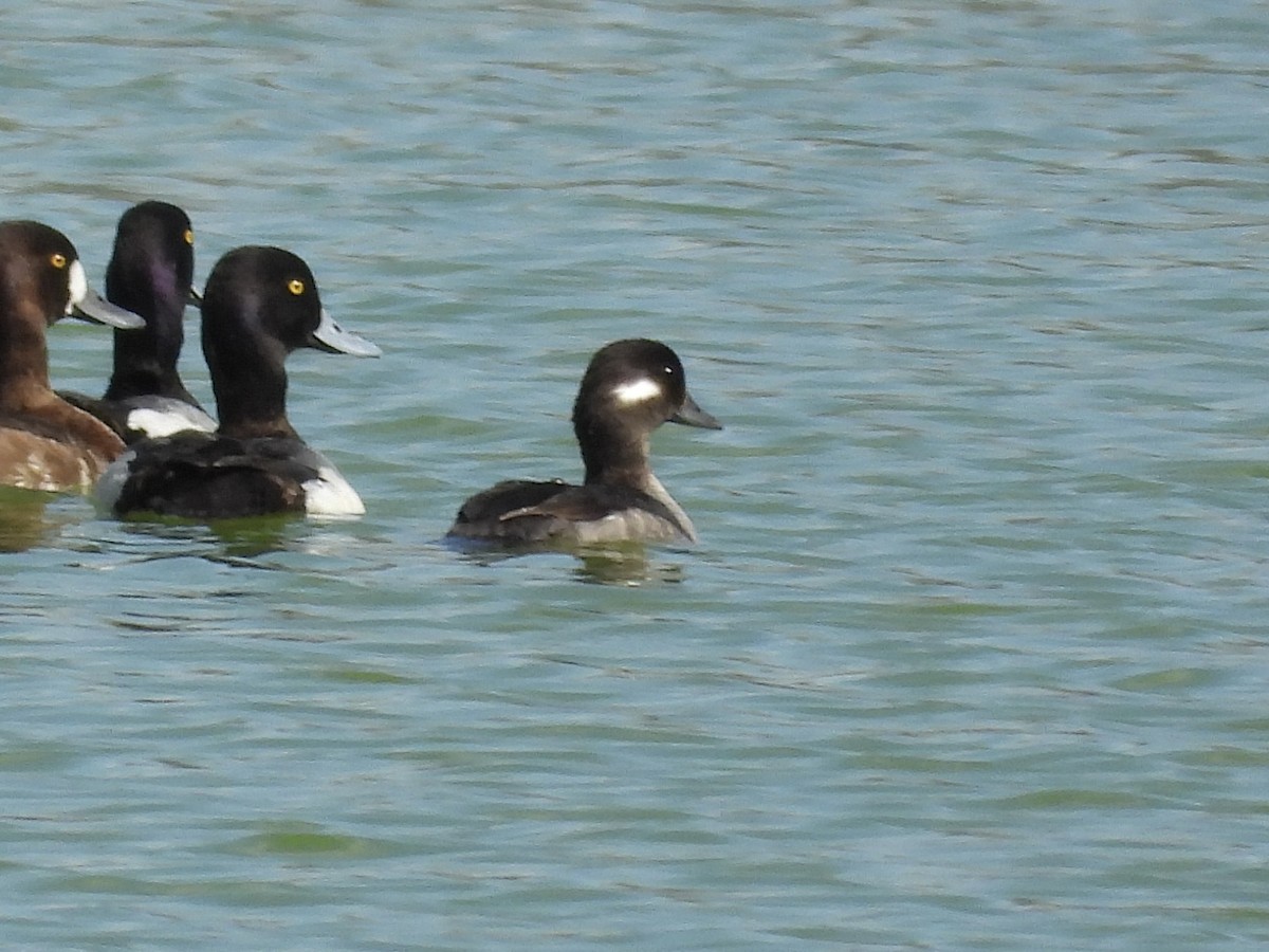 Bufflehead - Elizabeth Stakenborg