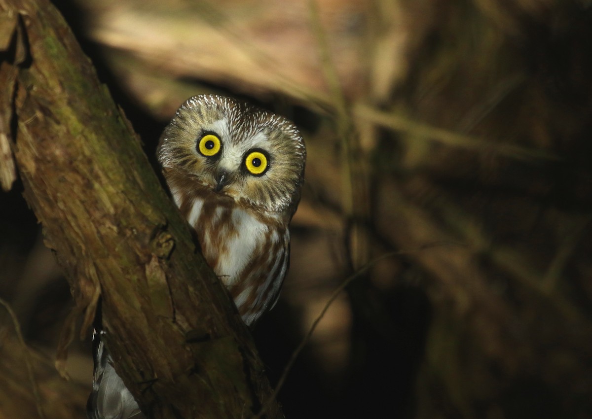 Northern Saw-whet Owl - Aaron Graham