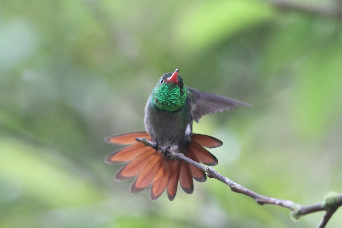 Rufous-tailed Hummingbird - Robert  Shewack