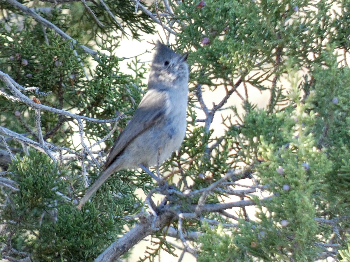 Mésange des genévriers - ML533036651