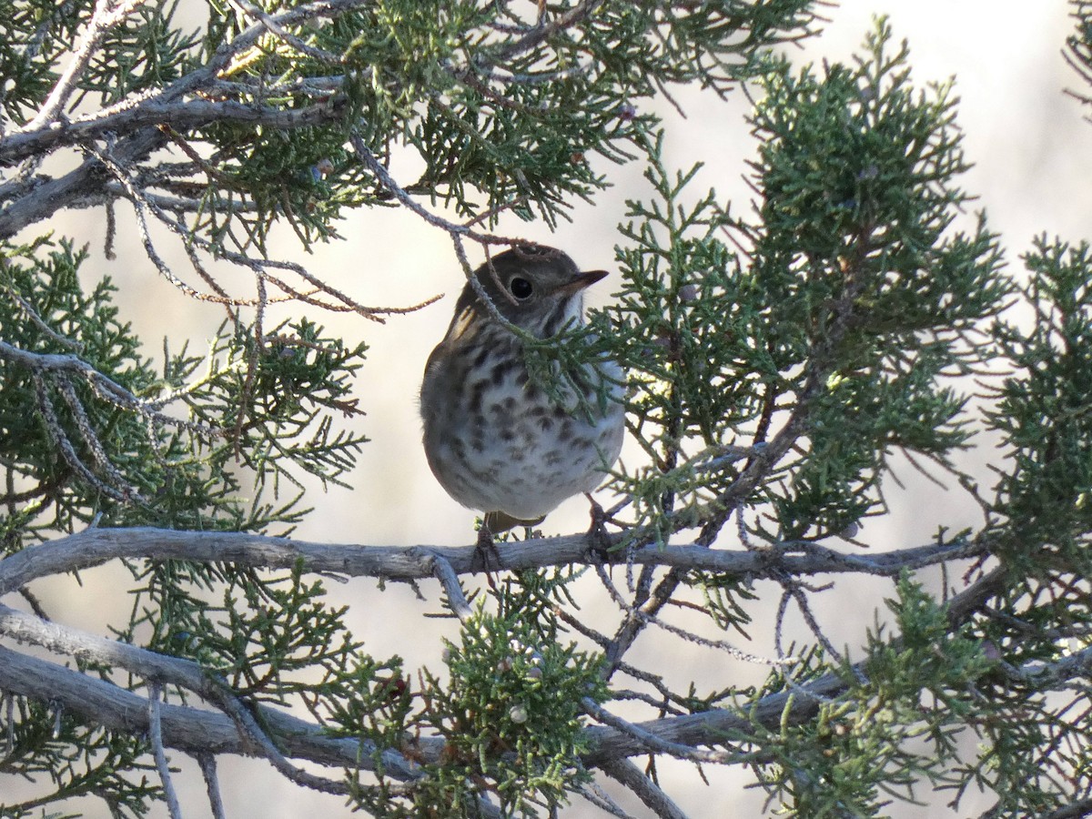 Grive solitaire - ML533036711