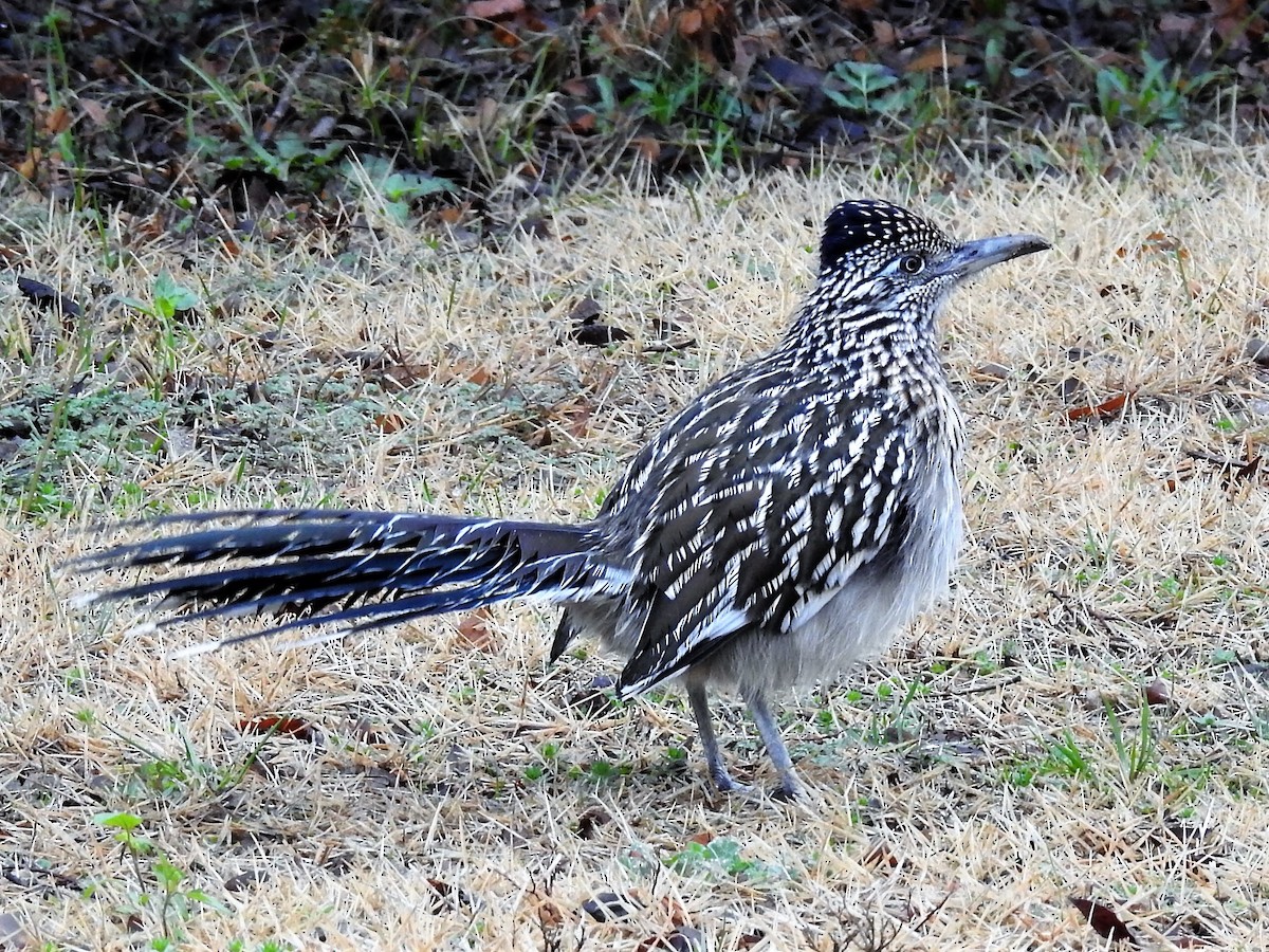 Greater Roadrunner - ML533037351