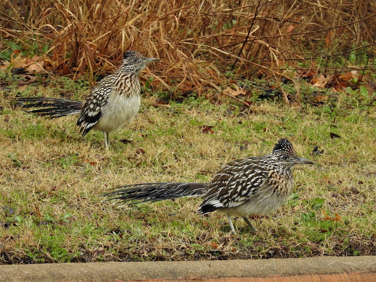 Greater Roadrunner - ML533037381