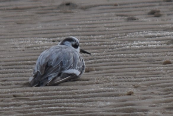 Red Phalarope - ML533037761