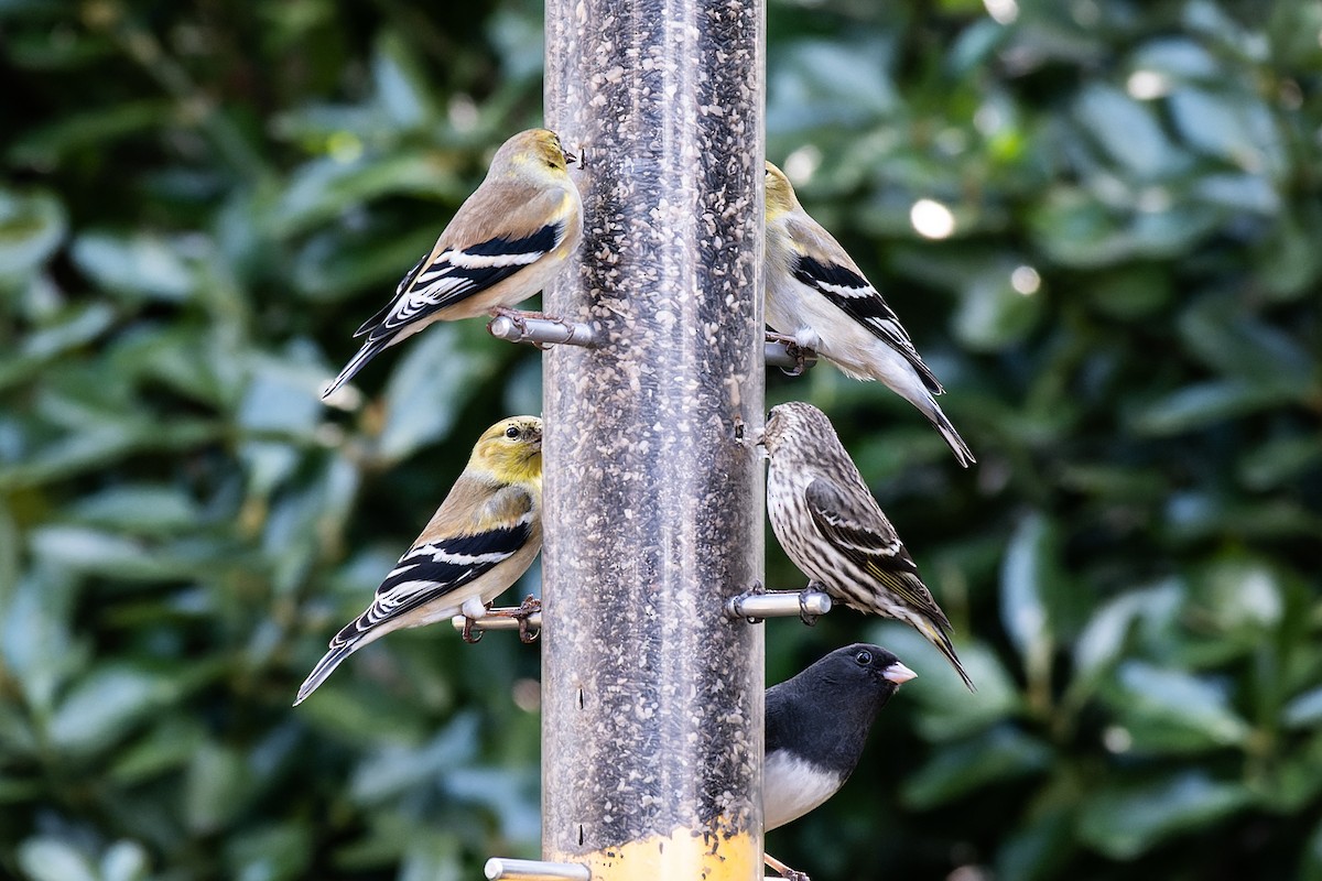 Pine Siskin - ML533038291