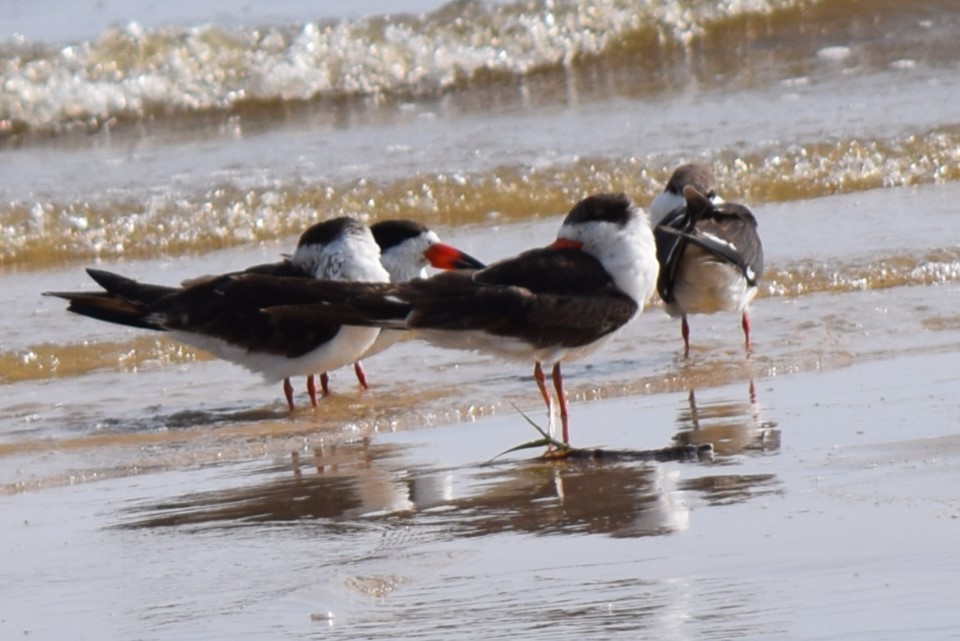 Black Skimmer - ML533038441