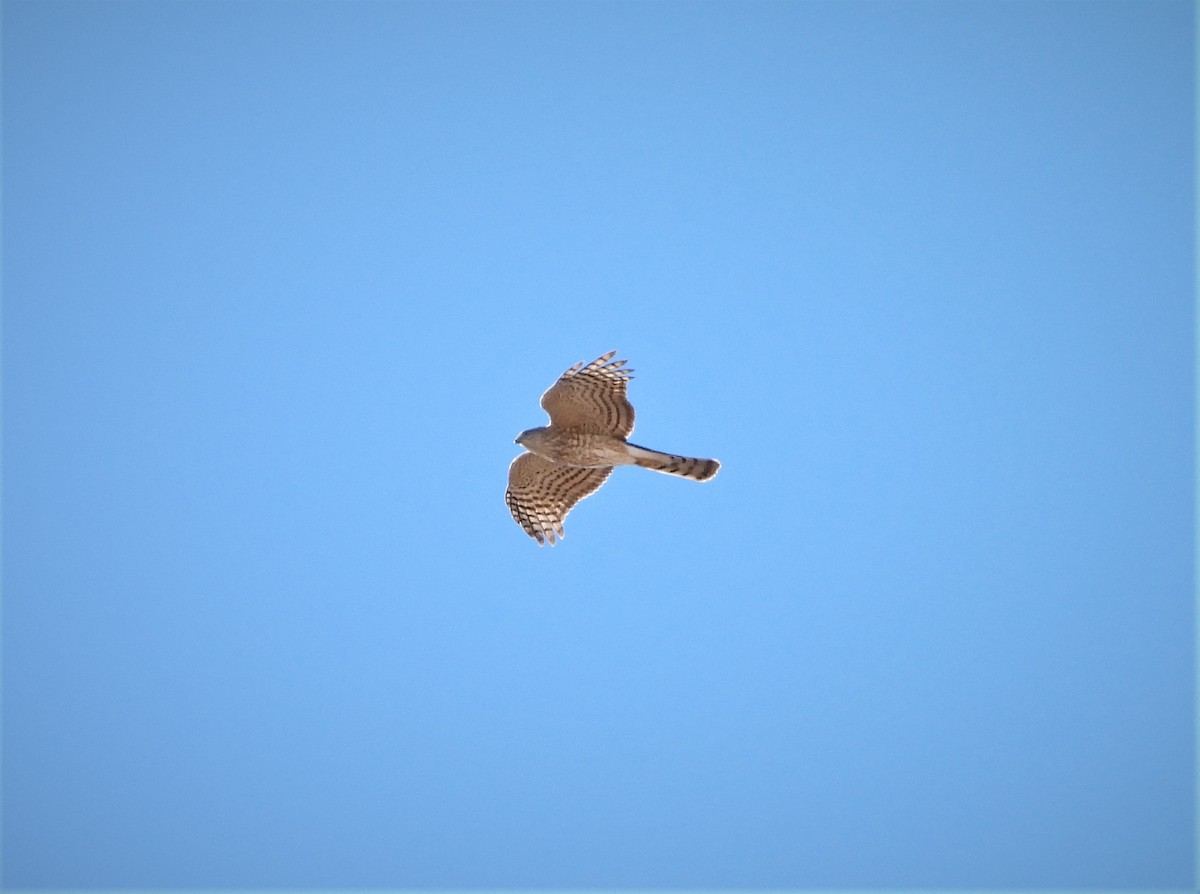 Sharp-shinned Hawk - ML533039881