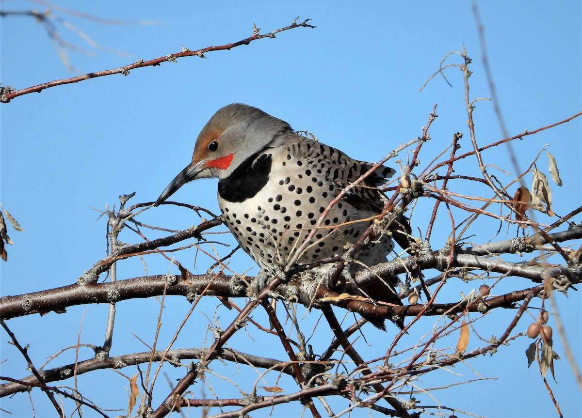 Northern Flicker - ML533039981