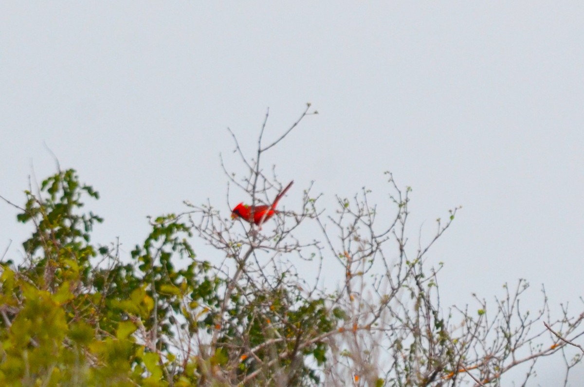 Northern Cardinal - ML533040391