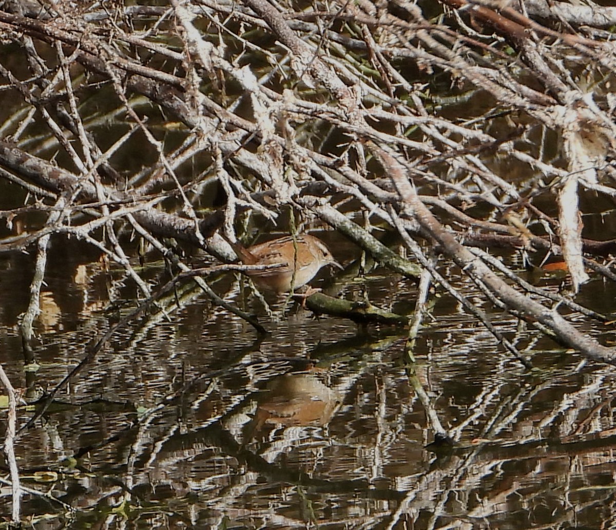 Marsh Wren - ML533040411