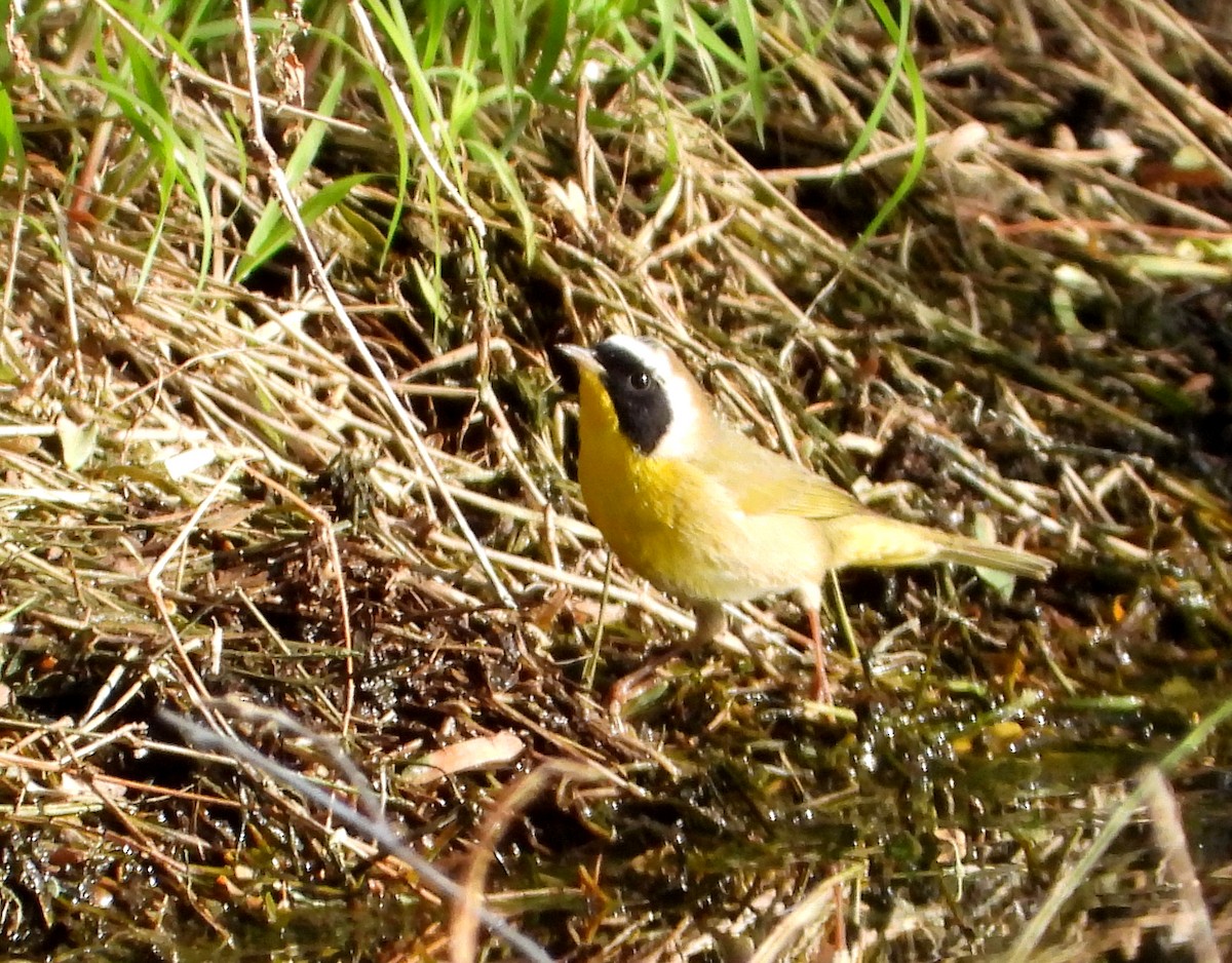 Paruline masquée - ML533040661