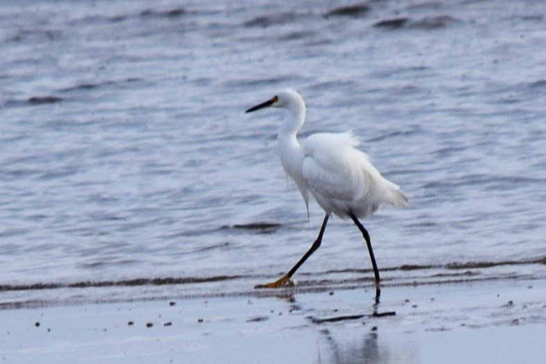 Snowy Egret - ML533041391