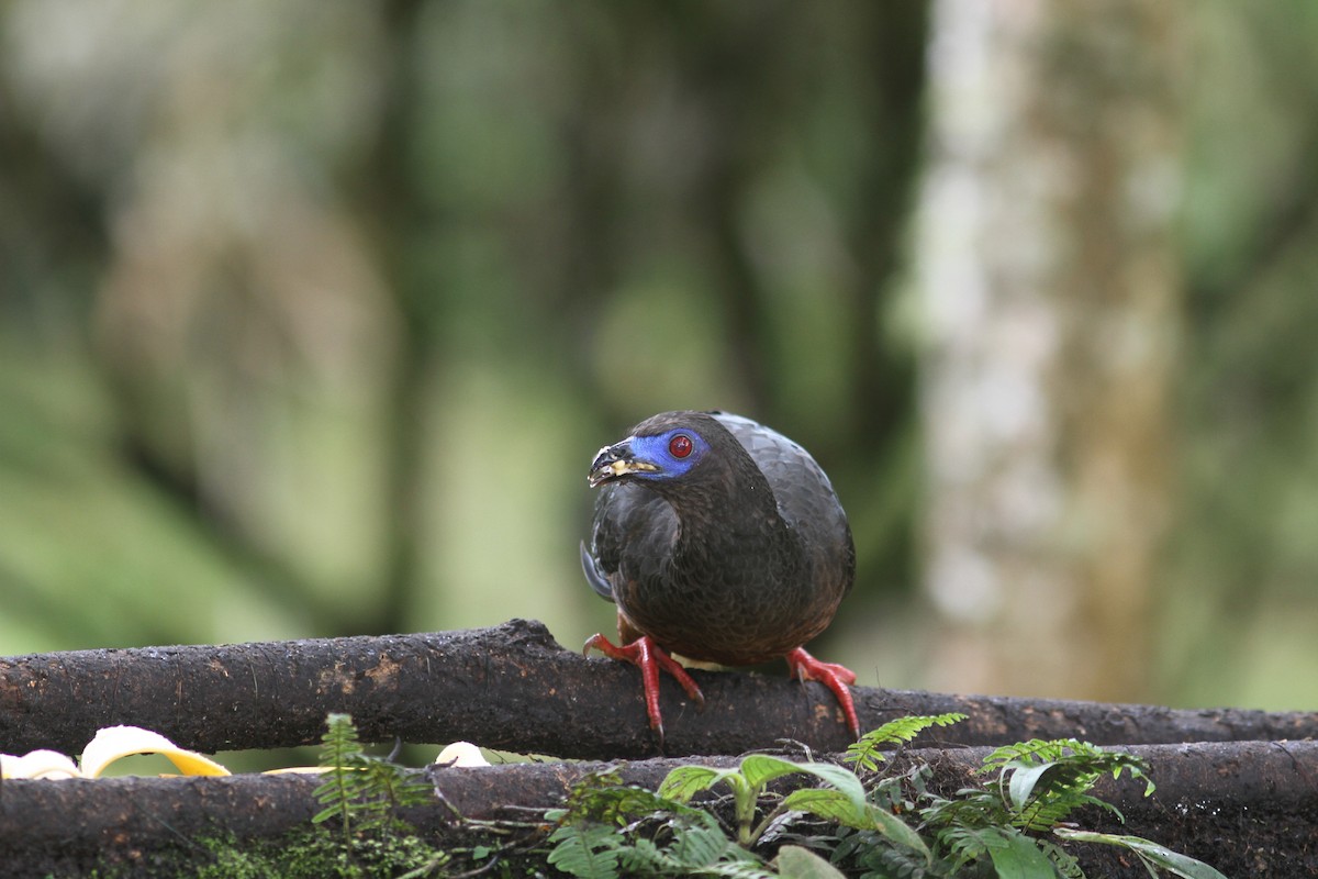 Sickle-winged Guan - ML533042061