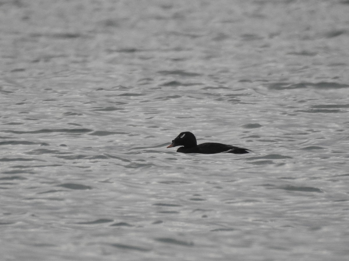 Stejneger's Scoter - Javi Barón