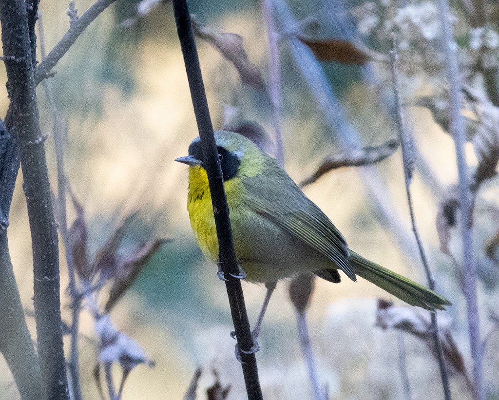 Hooded Yellowthroat - ML533042431