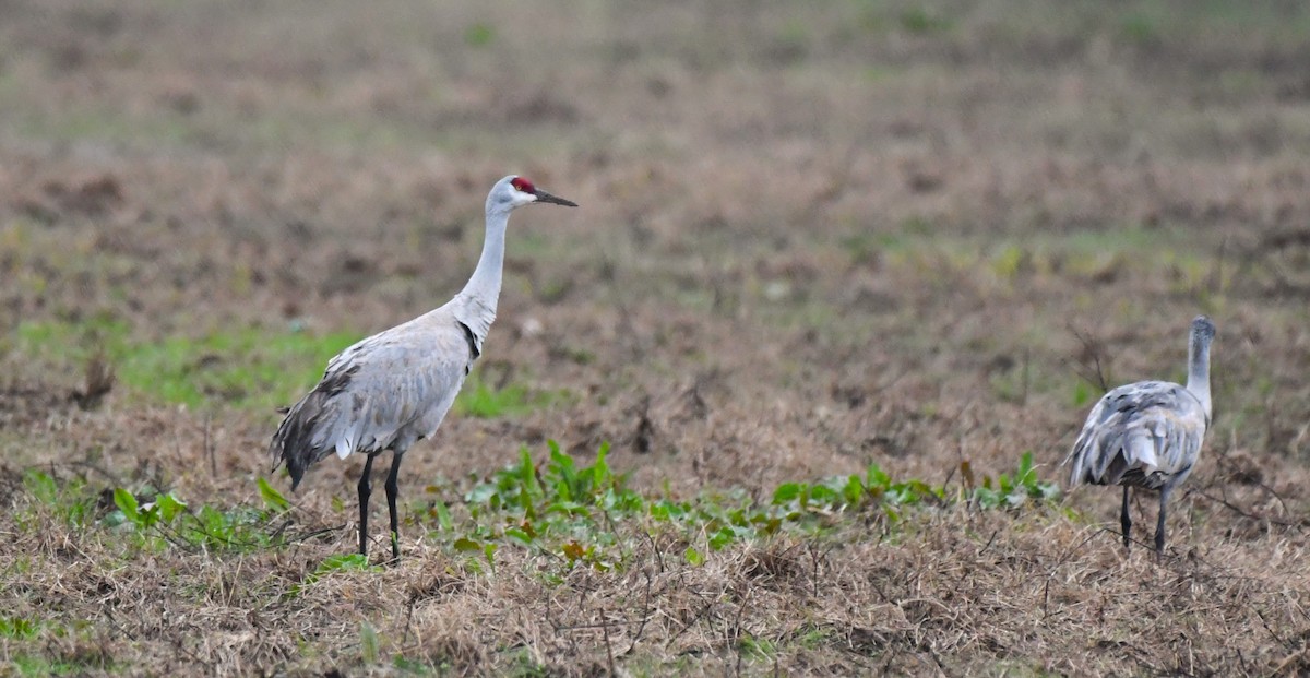 Sandhill Crane - Timothy White