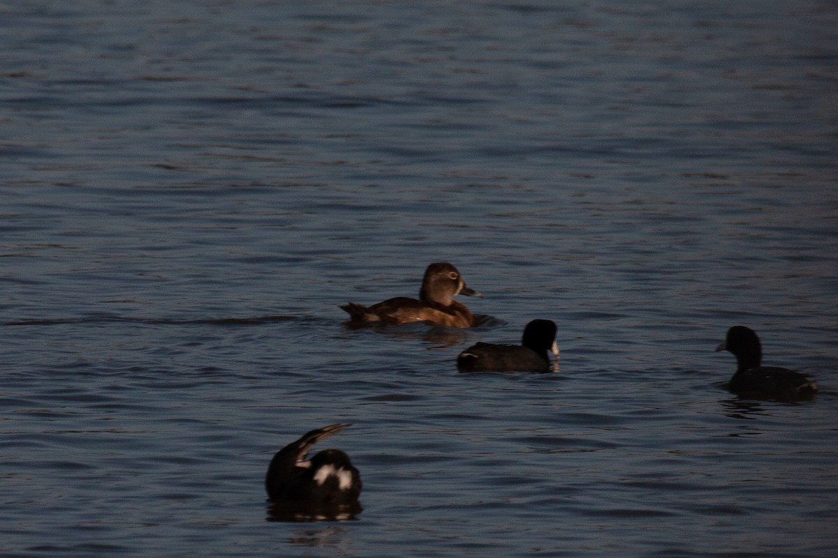 Ring-necked Duck - ML533042751