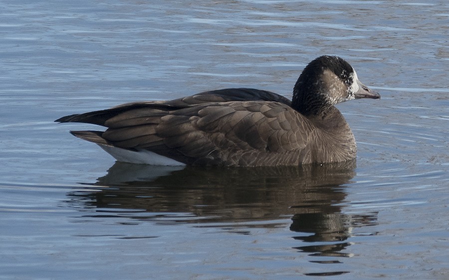 Greater White-fronted x Cackling/Canada Goose (hybrid) - eBird