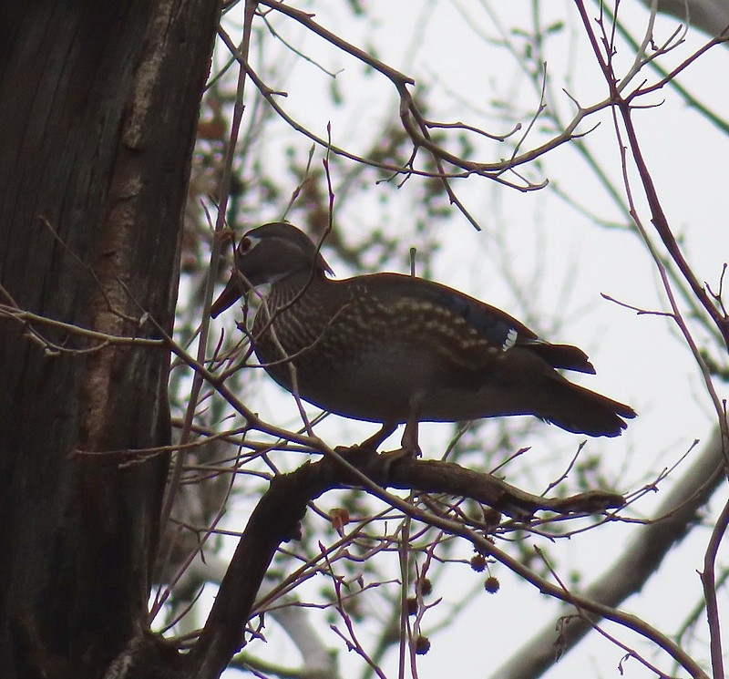 Wood Duck - Bonnie Roemer