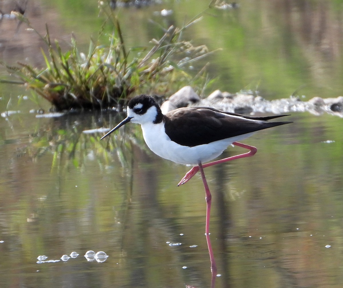 Black-necked Stilt - ML533046461