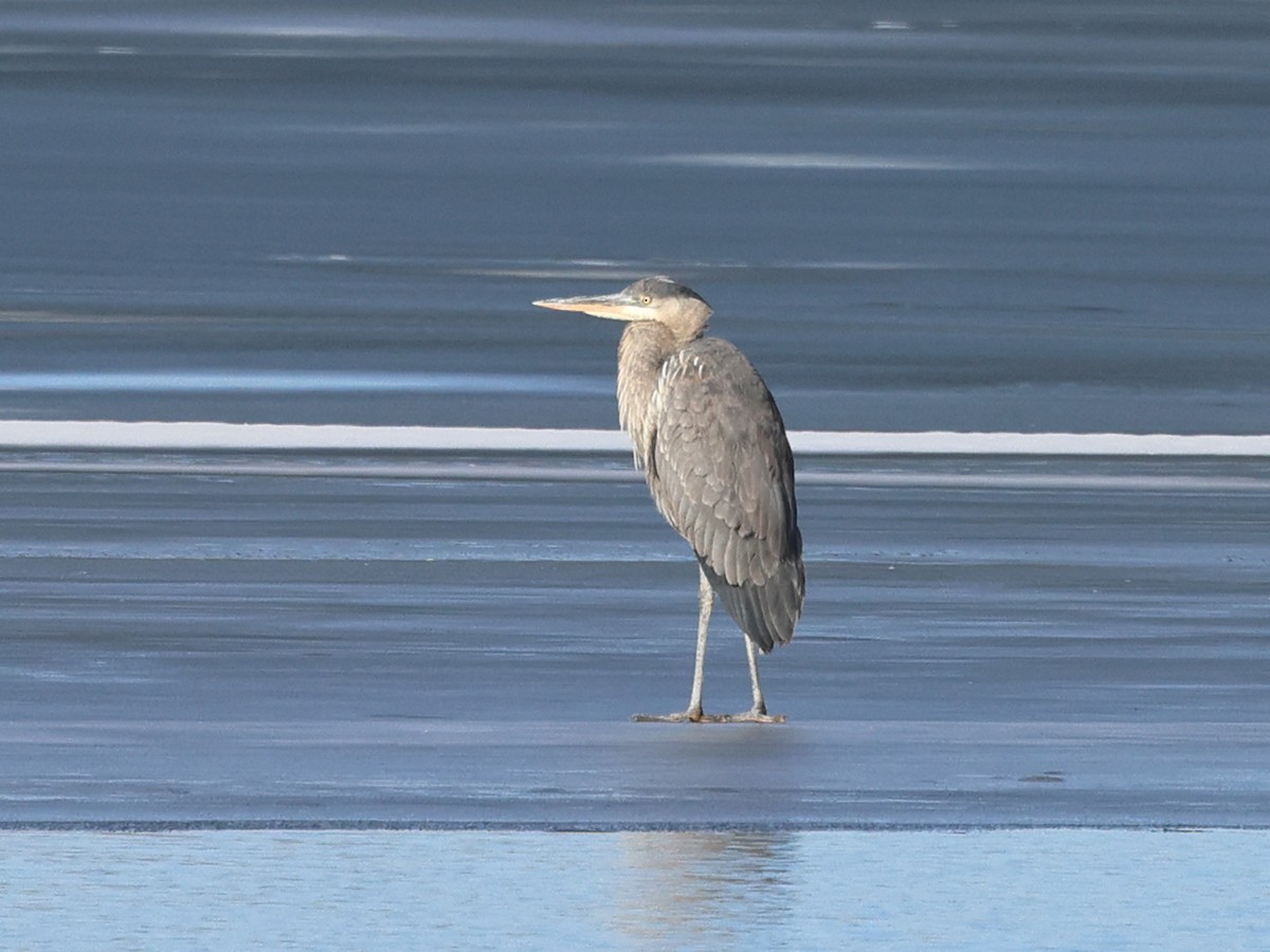 Great Blue Heron - ML533046771