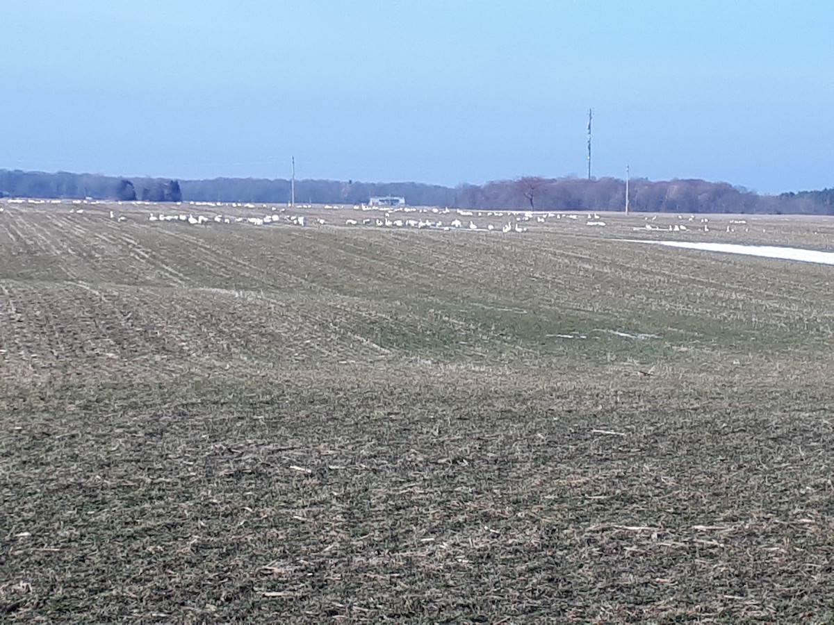 Tundra Swan - ML533047931