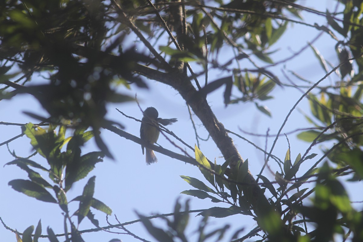 Black-capped Tyrannulet - ML533049431