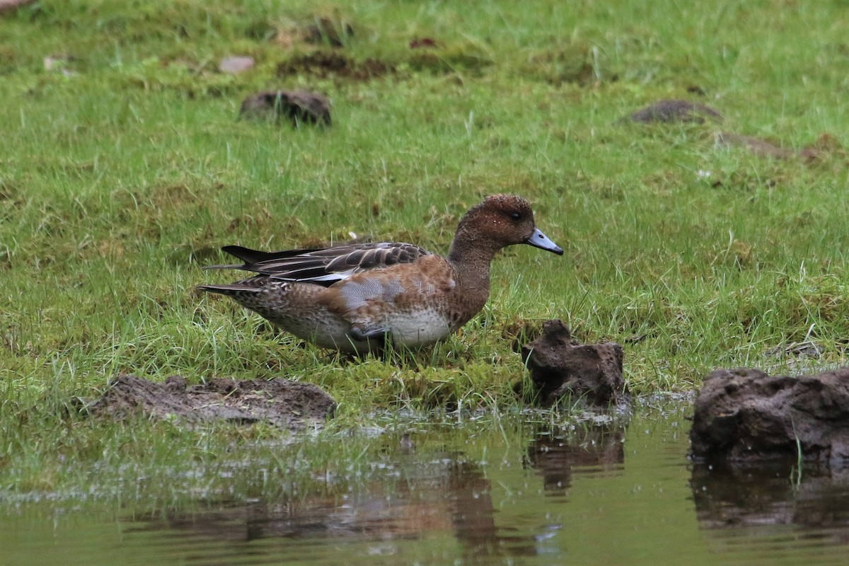 Canard siffleur - ML533052201