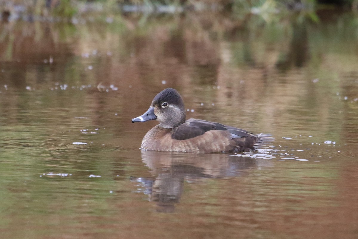 Ring-necked Duck - ML533052241