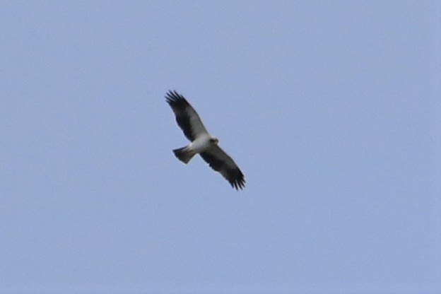 Booted Eagle - ML533052861