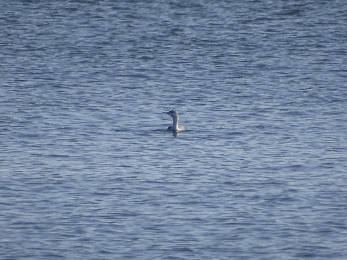 Red-throated Loon - ML533053031