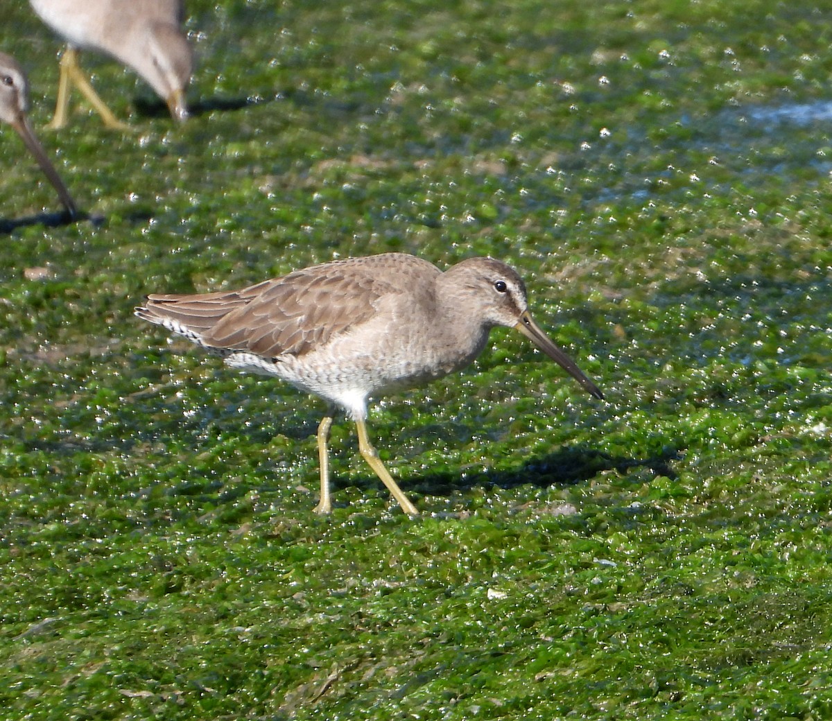 Short-billed/Long-billed Dowitcher - ML533053931