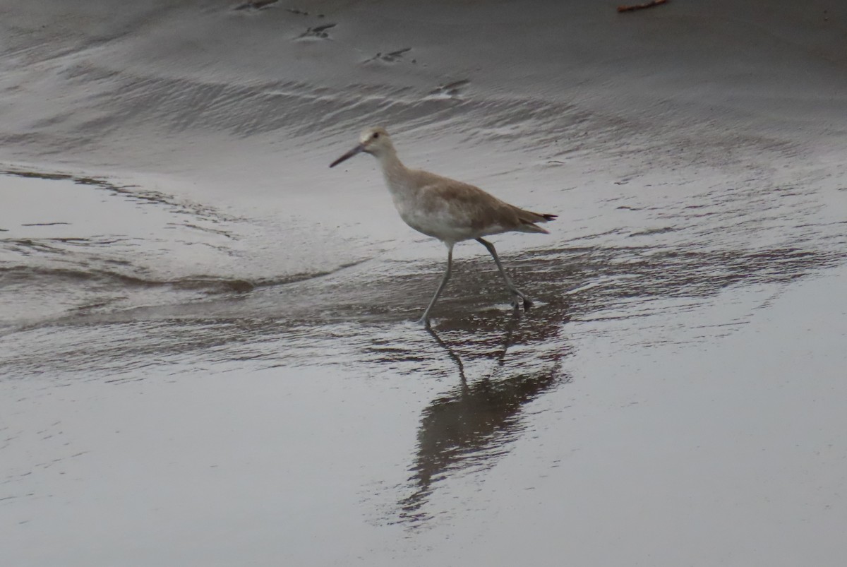 Willet - John Maresh