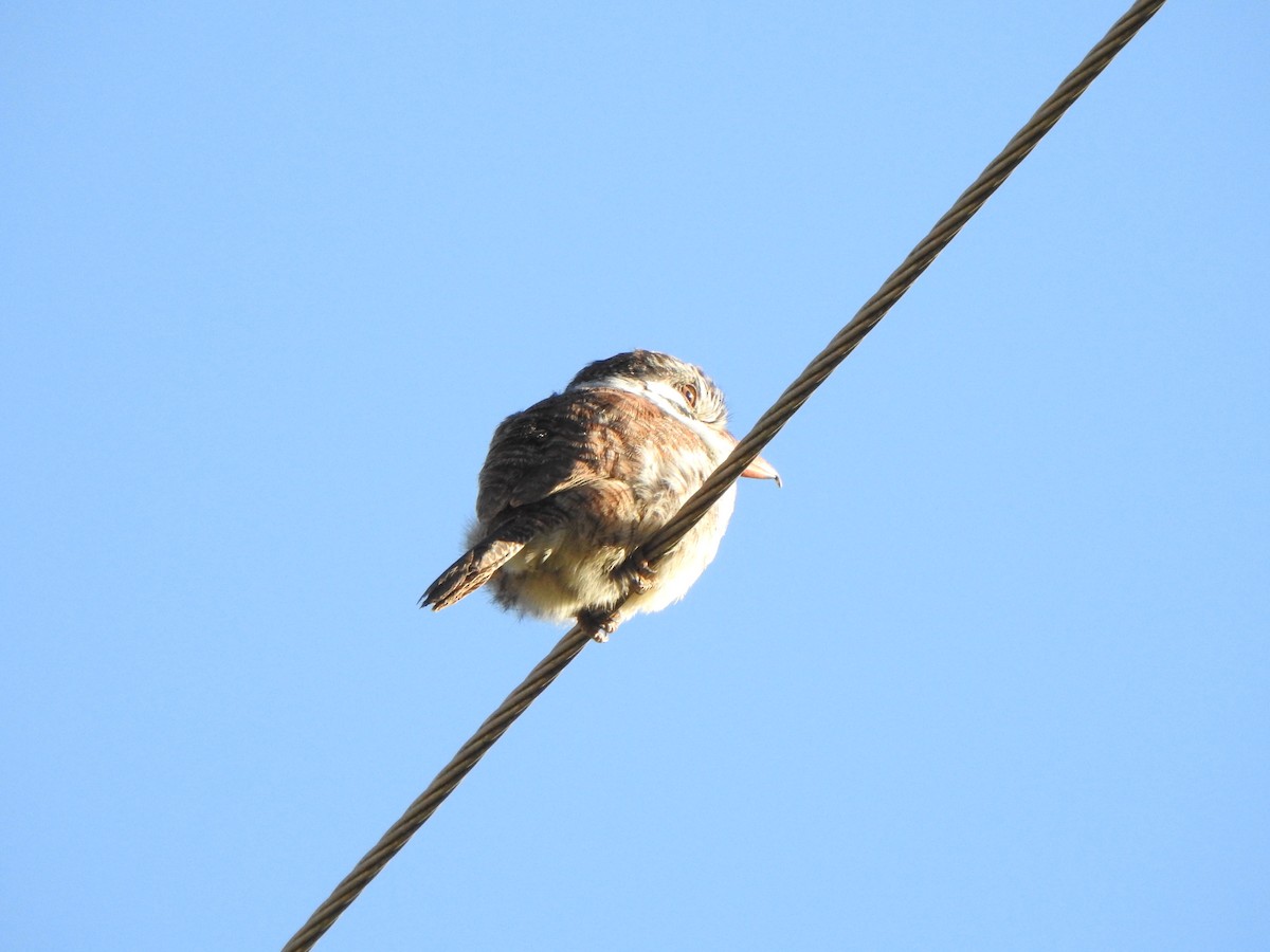 White-eared Puffbird - Bev Agler