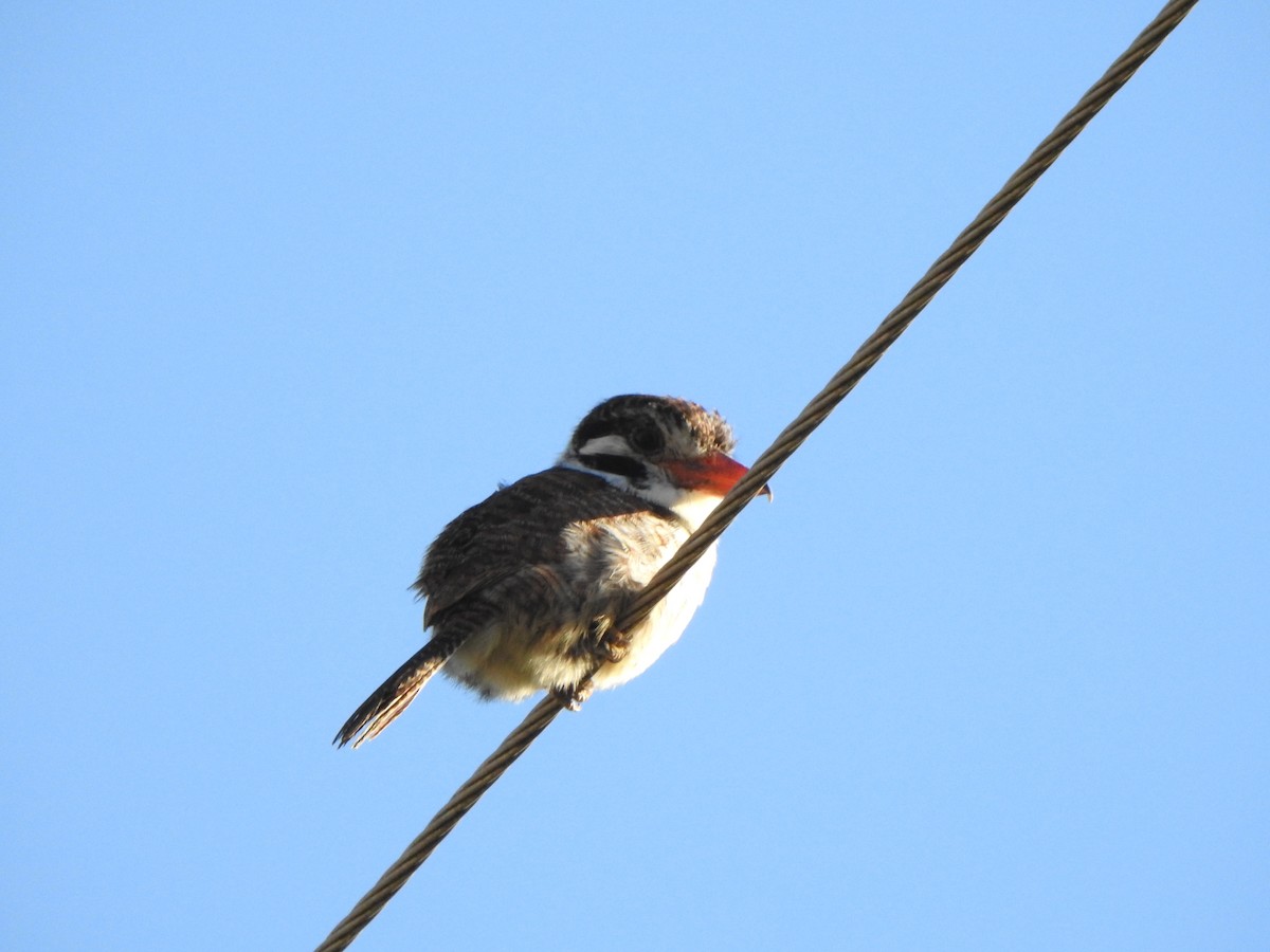 White-eared Puffbird - Bev Agler