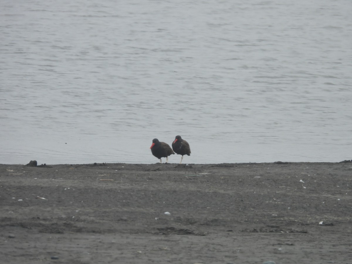 Blackish Oystercatcher - ML533055831