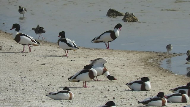 Common Shelduck - ML533056041