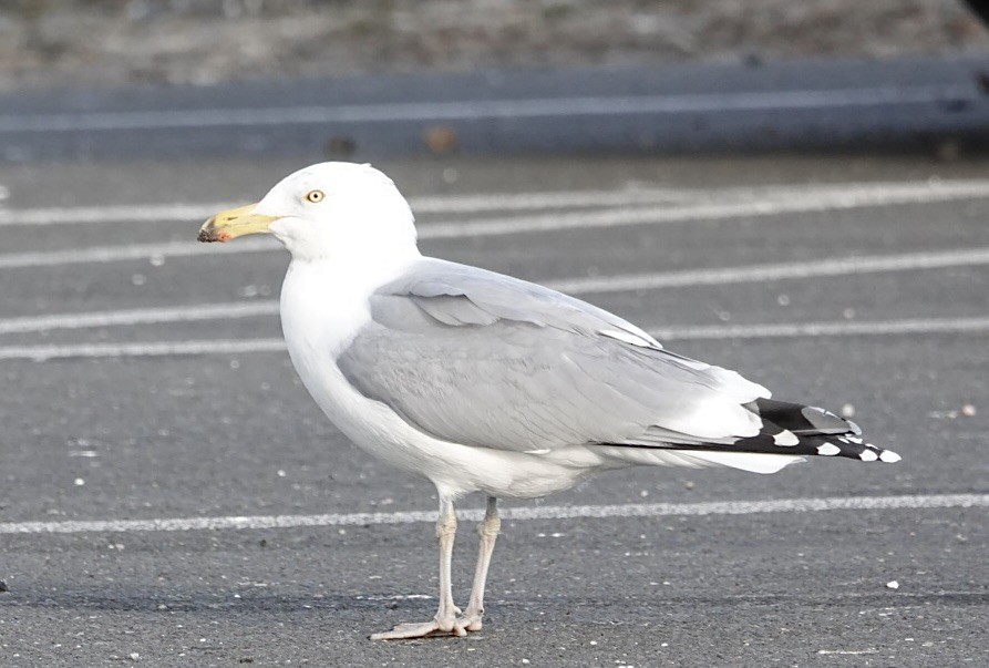 Herring Gull - jean adamus