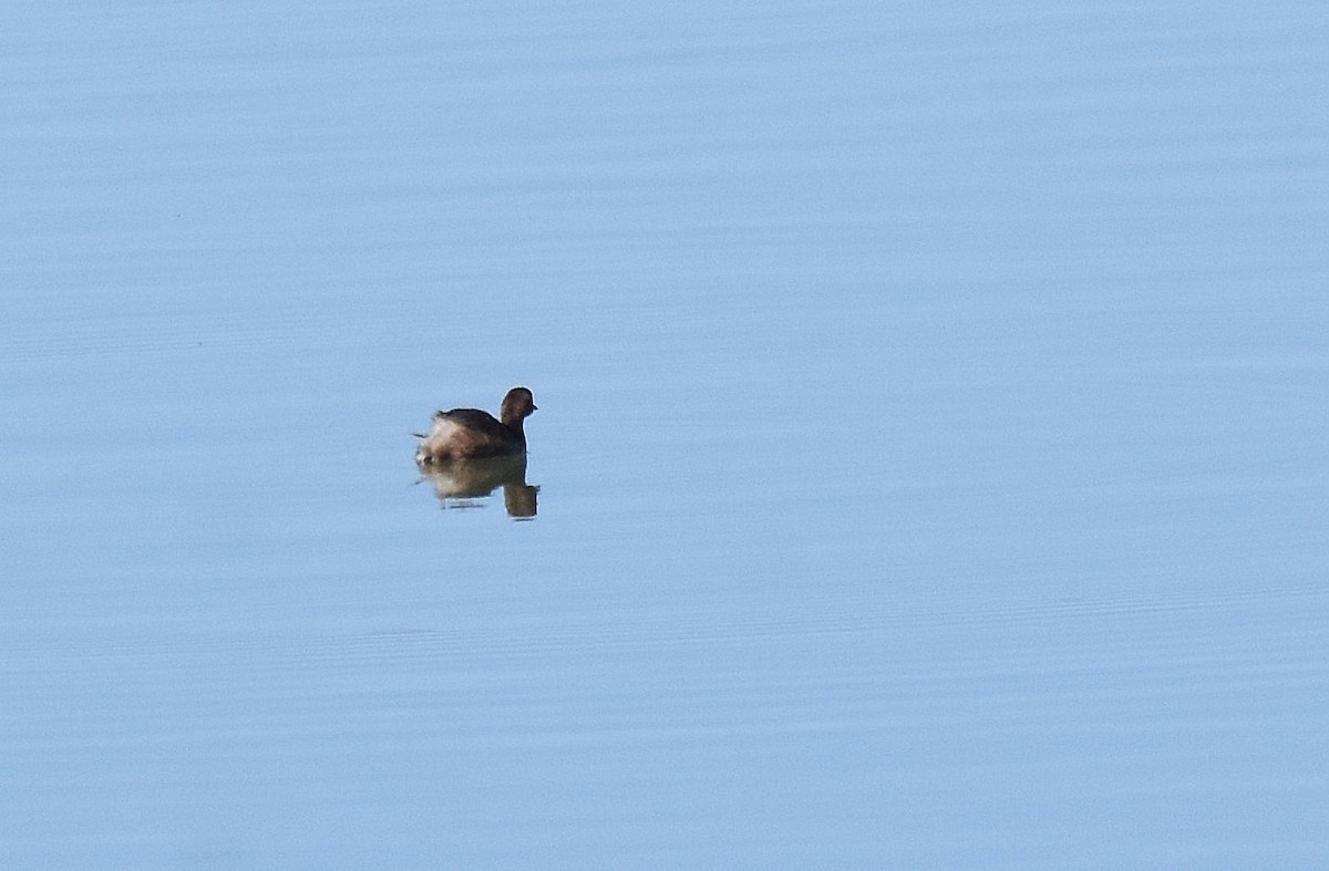 Little Grebe - Lukasz Pulawski