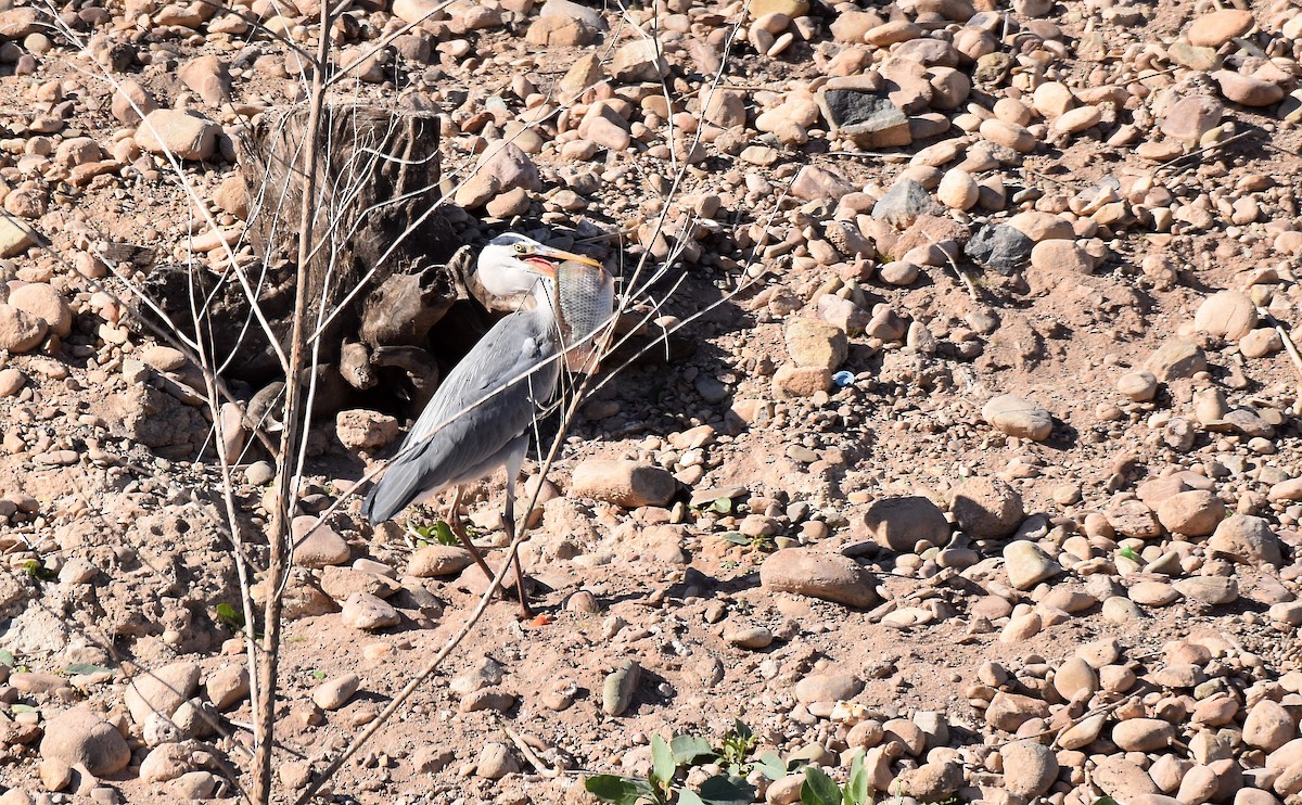 Gray Heron - ML533057591