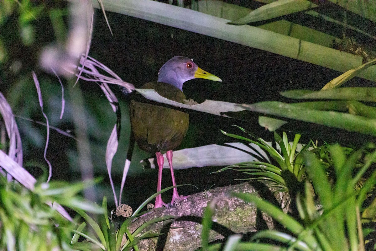 Gray-cowled Wood-Rail - ML533058151