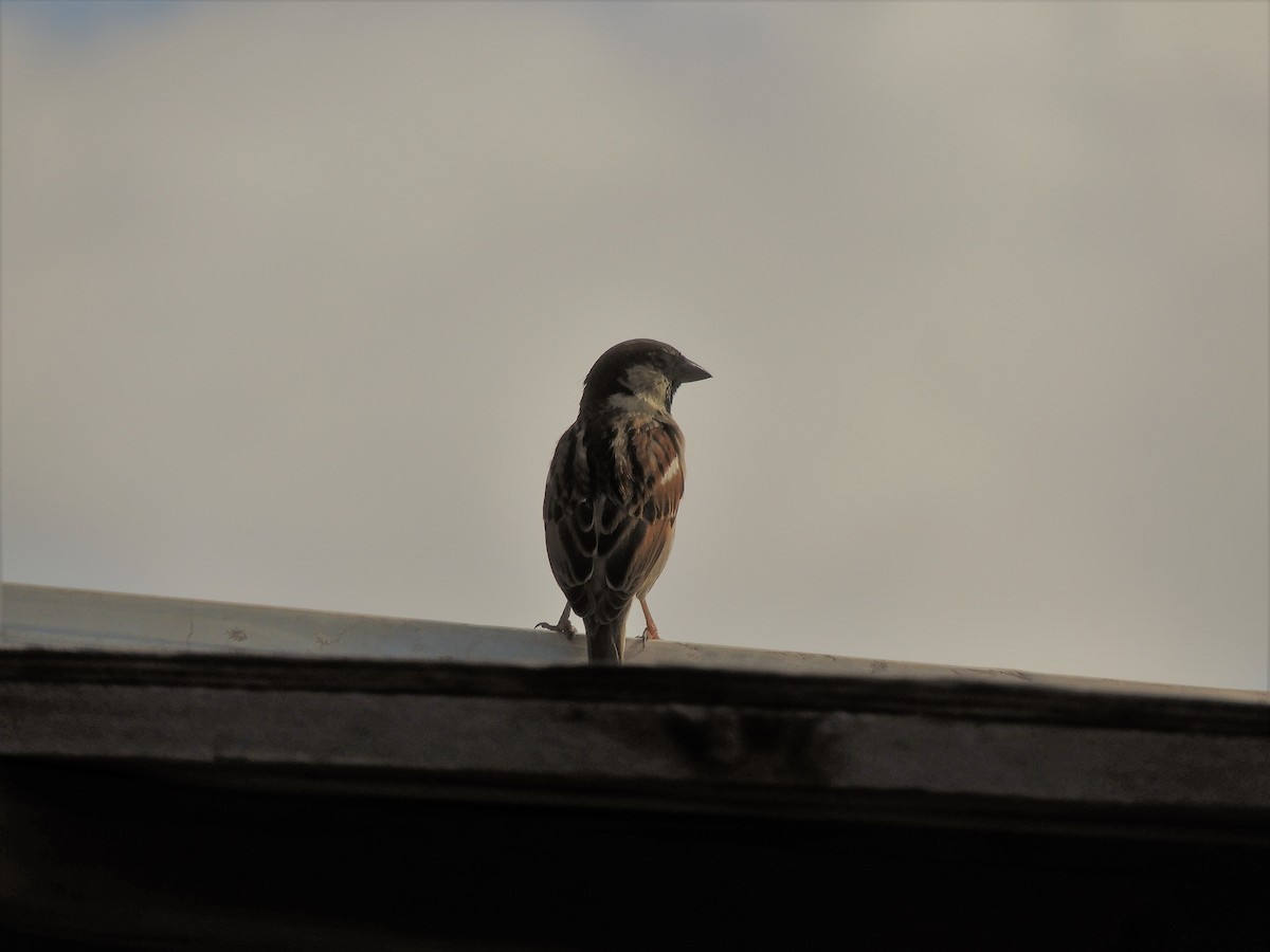 House Sparrow - Kim Ramos