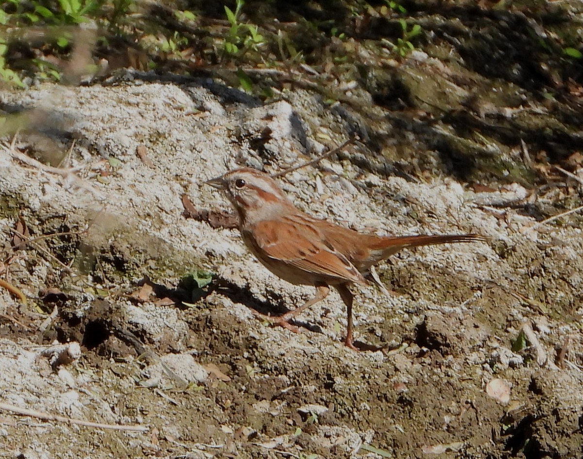 Song Sparrow - ML533060371