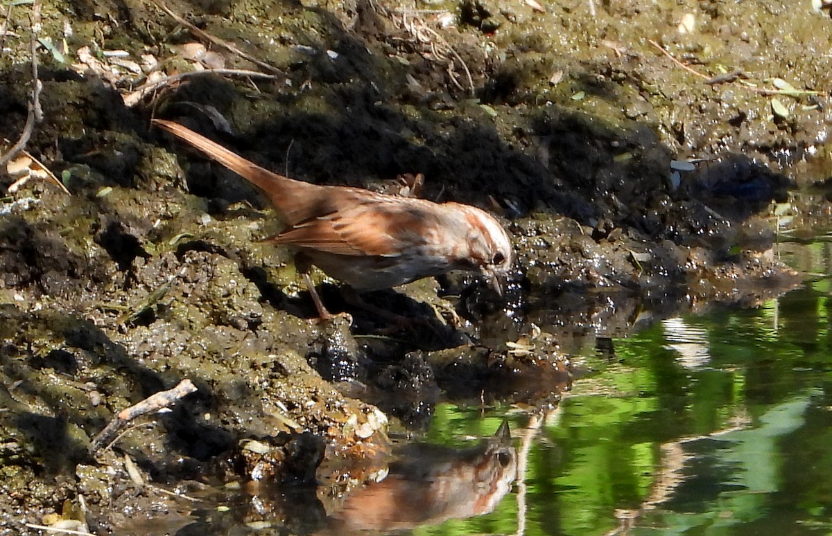 Song Sparrow - ML533060381